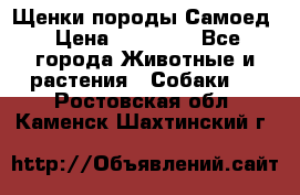 Щенки породы Самоед › Цена ­ 20 000 - Все города Животные и растения » Собаки   . Ростовская обл.,Каменск-Шахтинский г.